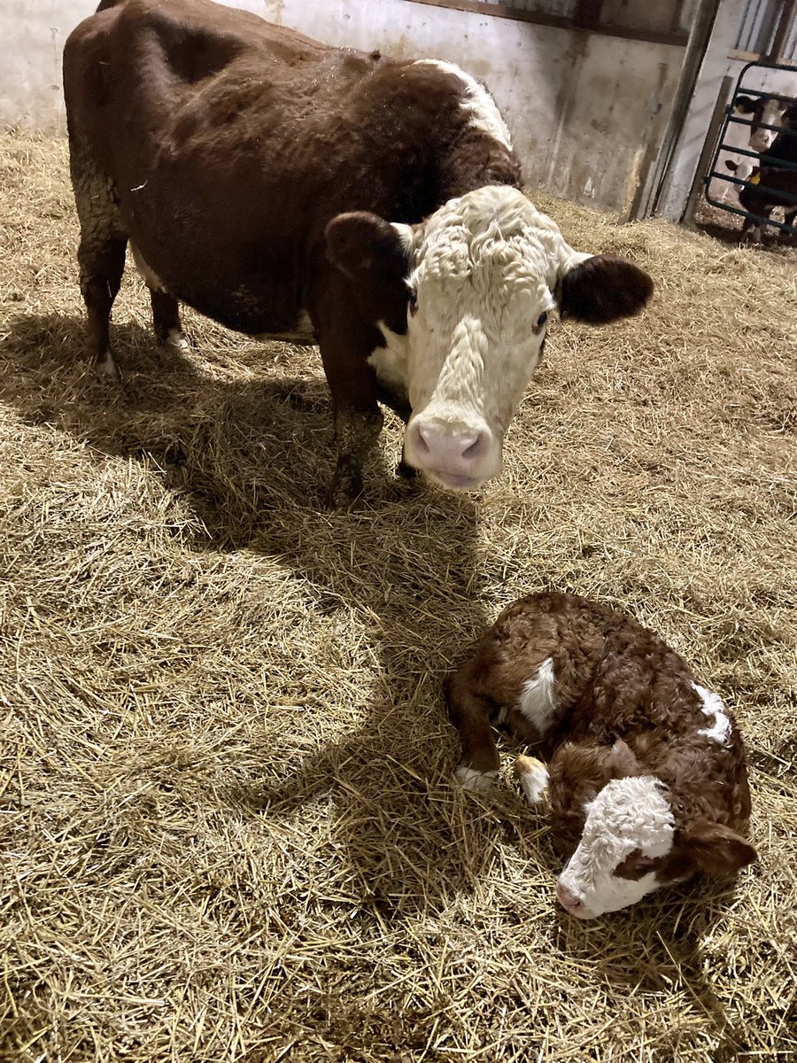 Beef cows are magnificent creatures! A bent back leg and lots of swelling had Dad and I thinking that we were delivering a dead calf. Once out, licks from the cow and a bit of epinephrine from the vet had this calf off to the races. Momma cow never gave up hope! 🙌🏻