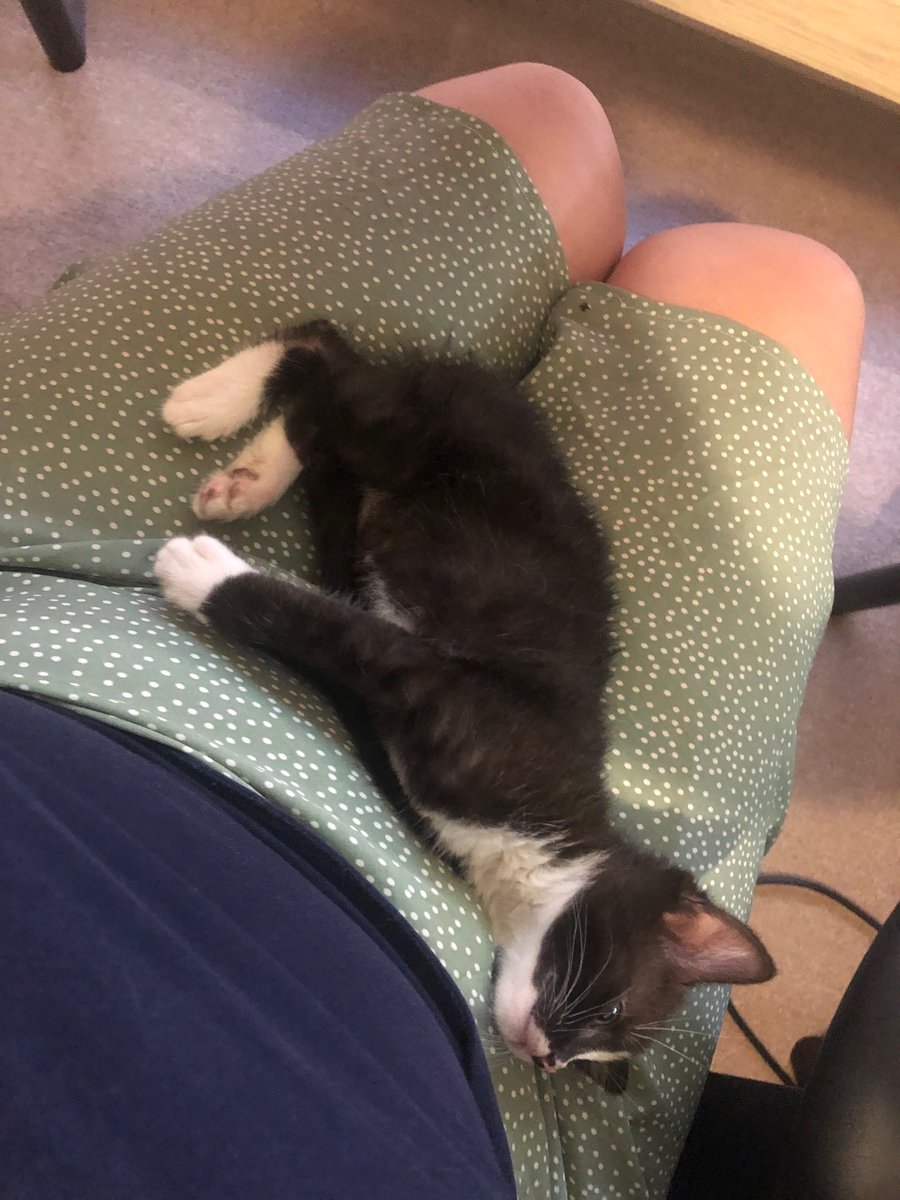 Here is PhD support kitten Kirby, providing a very accurate depiction of how I feel about thesis writing today.