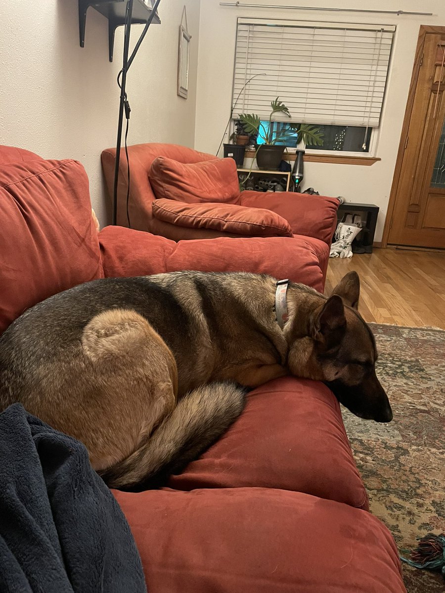 sarahjohnson572's tweet photo. Please send good vibes to my sweet Fido. She is currently at the vet and unsure of what’s going on. https://t.co/wX4Gkb0p8C
