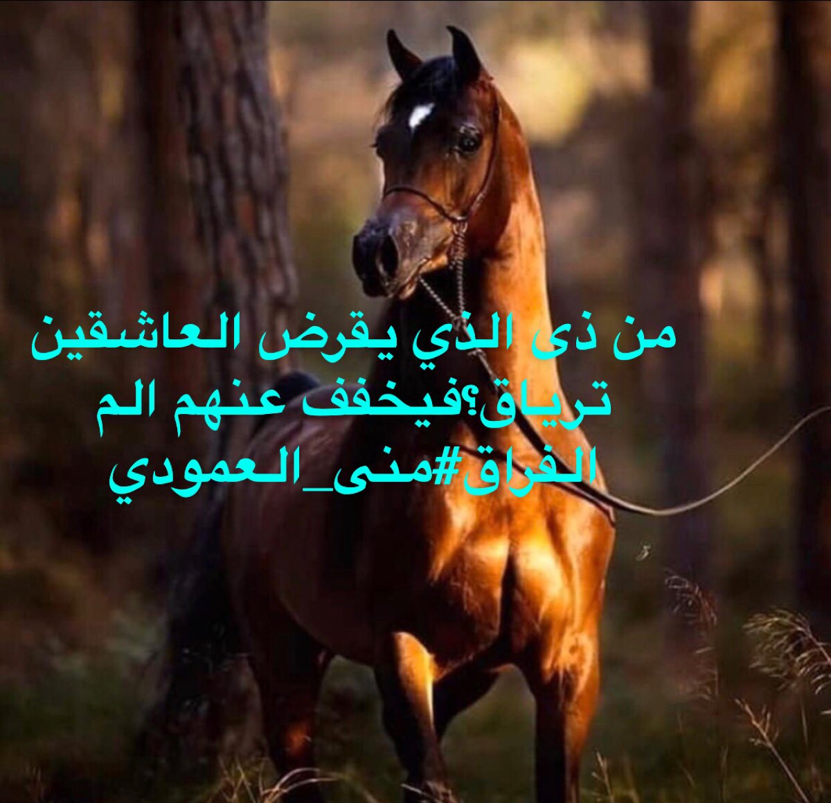 bela7dod5's tweet photo. ونادى مناديآ يا اهل السوق
دلوني على عطار المساكين
فيضاعف له اجر المعتوق
اصابهُ سهم هوى الأولين
هناك عليلآٌ قلبه مسروق
لامفر منه وأسأل الأخرين
مكبلآ اطرافهُ وجدهُ محروق
ادمعهُ كأمطارصيف حميم يئِن
#منى_العمودي https://t.co/jiHab8fHt0