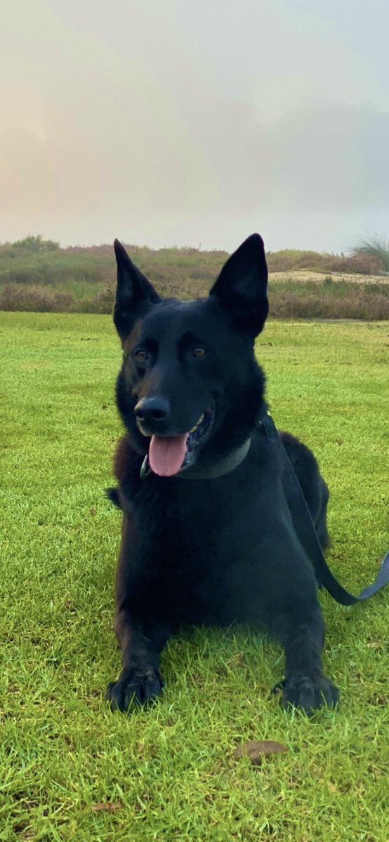 WAPoliceCanine tweet media