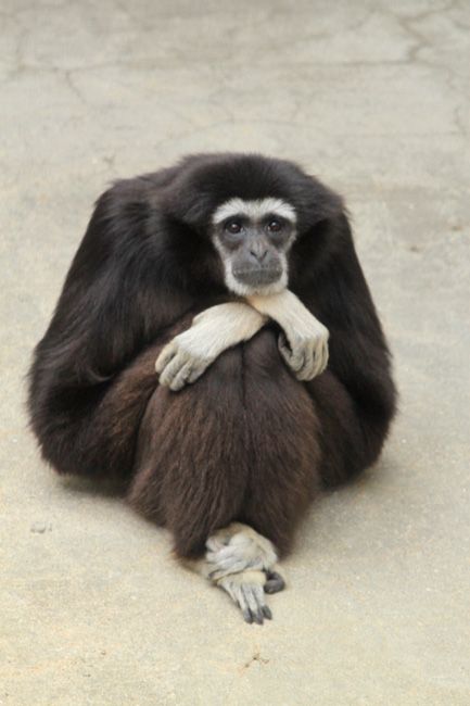 MacacoSeita's tweet photo. FELIZ DIA INTERNACIONAL DO MACACO https://t.co/MLF4VQPYrY