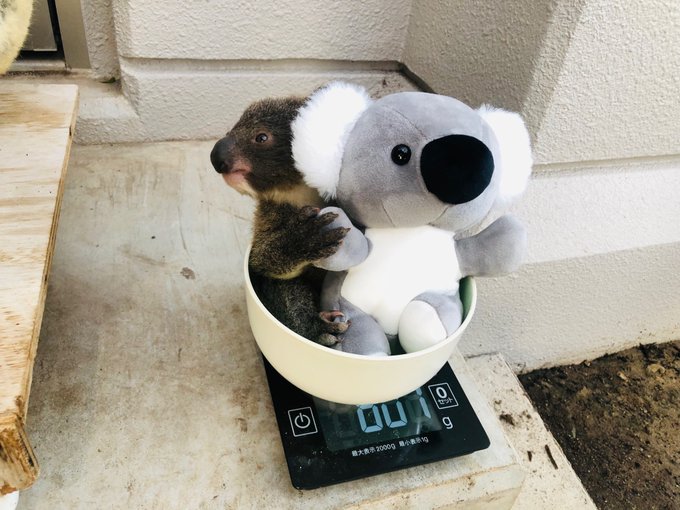 動物園の コアラ丼 ってなに 赤ちゃんコアラに悶絶 どっちがぬいぐるみかわかんな い 拡散希望 おもしろネタ