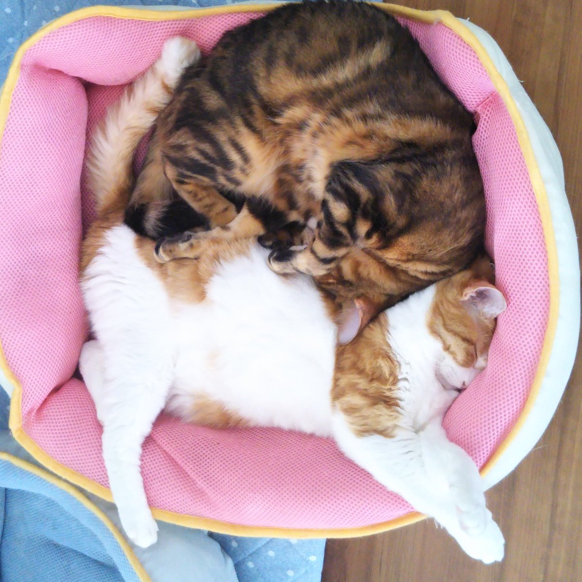 yupius's tweet photo. as the winter sun rises,
a hairy knot,
starts to loose

#cat #3lines https://t.co/5pkB9kpRvj