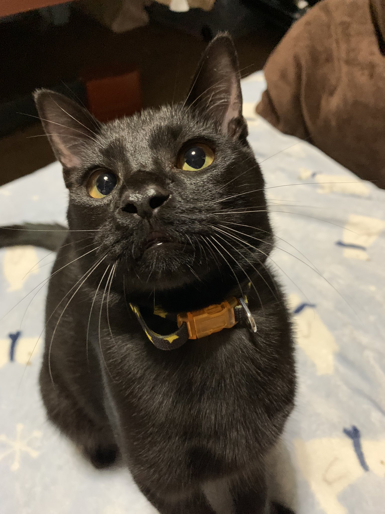 鼻息荒い Twitter Search Twitter