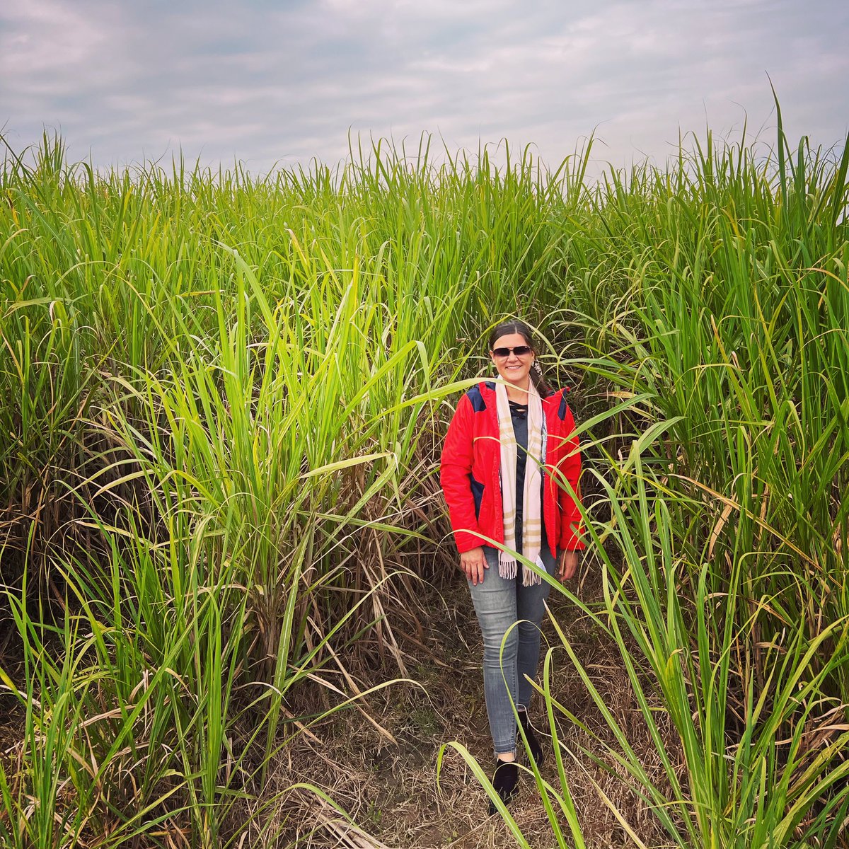 thefarmbabe's tweet photo. Southern Louisiana…. Sugarcane for DAYS!
I’m 5’9” so you can see how tall the crop is! 100 days of harvest - going on now :)
#realsugar #farmtotabletour @moretosugar https://t.co/fKyAnUYvis