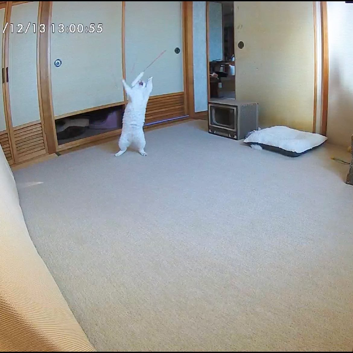 ペットカメラは見た お留守番中 ひとり遊び を満喫している猫さんのナイスショット 仕事中でもニヤニヤしちゃう Togetter
