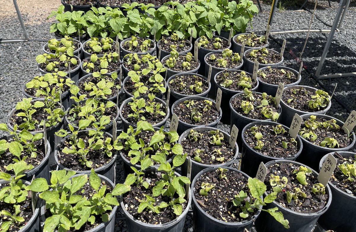 Prof (Weed Science) Bhagirath Chauhan tweet media