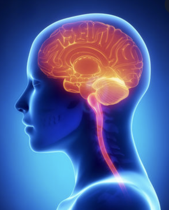 Denis Wirtz (@deniswirtz) on Twitter photo Today, we announce a major gift from Mike Bloomberg will help recruit 6 named professors and 6 junior faculty to form a cluster studying "Brain Resilience Across the Lifespan" at <a href="/JohnsHopkins/">Johns Hopkins University</a>.
Cluster co-led by Profs. <a href="/triciajanak/">patricia janak</a> and @rhuganir Today, we announce a major gift from Mike Bloomberg will help recruit 6 named professors and 6 junior faculty to form a cluster studying "Brain Resilience Across the Lifespan" at <a href="/JohnsHopkins/">Johns Hopkins University</a>.
Cluster co-led by Profs. <a href="/triciajanak/">patricia janak</a> and @rhuganir