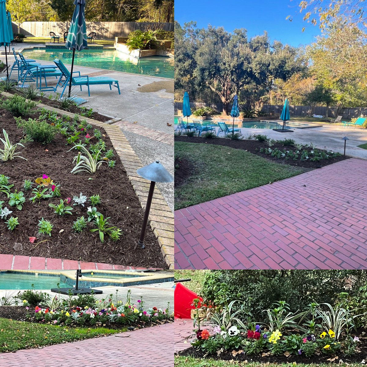 JediYorkies's tweet photo. First day vs 5 weeks! Look at how great they are doing!! Can't belive what Tancho and his crew did in a day!! https://t.co/vlXEpfsVrO