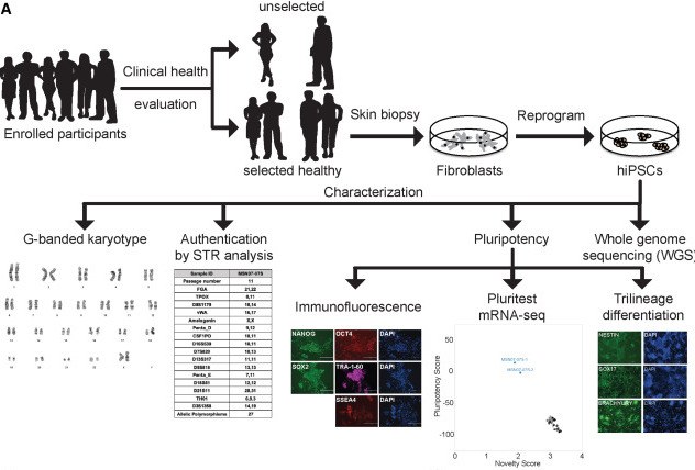 LinvilleRaleigh's tweet photo. A library of induced pluripotent stem cells from clinically well-characterized, diverse healthy human individuals | @stemcellreports 
#iPSCs #invitromodeling
https://t.co/NPybUcoFcX https://t.co/51VDBWtcQH