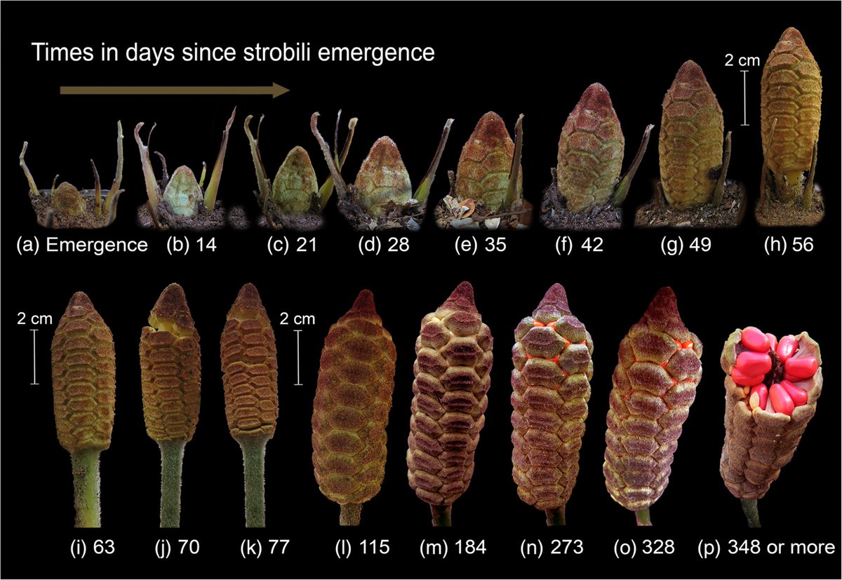 Relevance of phenology for a threatened, endemic Zamia species. #phenology #pollinators