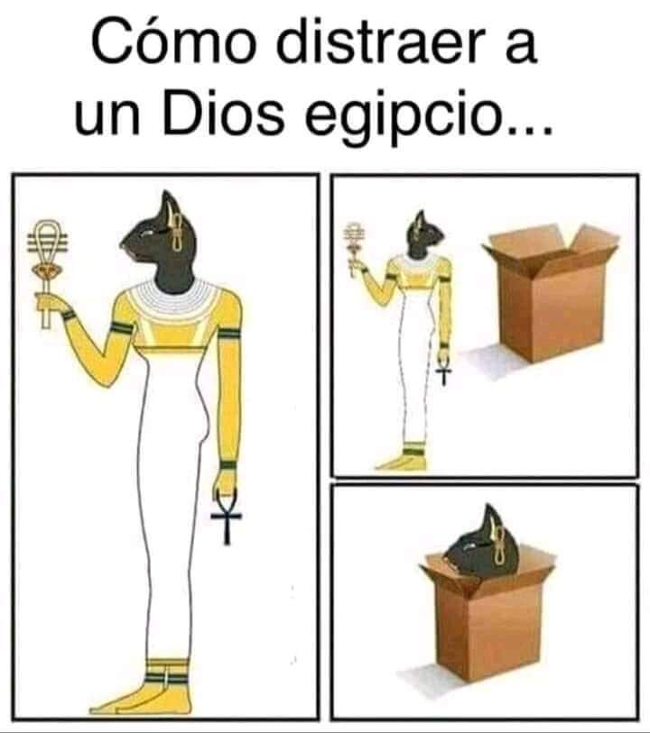Entre maullidos🐈 y libros📚 tweet media