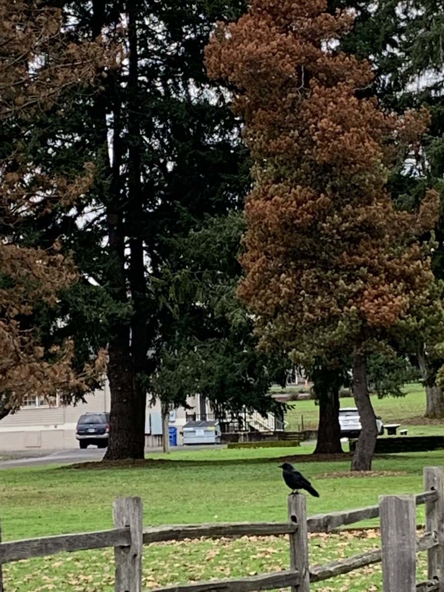 NancyPettit's tweet photo. Murder at the park. #whereiwalk #PNW #ilikecrows https://t.co/U9srEJp0D8