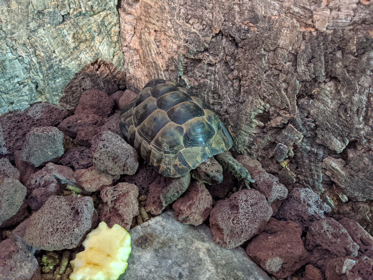 BlackRockGrill's tweet photo. This is Henry, Henry is a spur-thighed tortoise. His owner Ben has added the Black Rock Grill lava rocks to his enclosure for some texture and variation which is good for the strength of their legs
#lavarocks #tortoise #spurthighed #henrythetortoise #blackrockgrill https://t.co/cu3Z57Ppxs