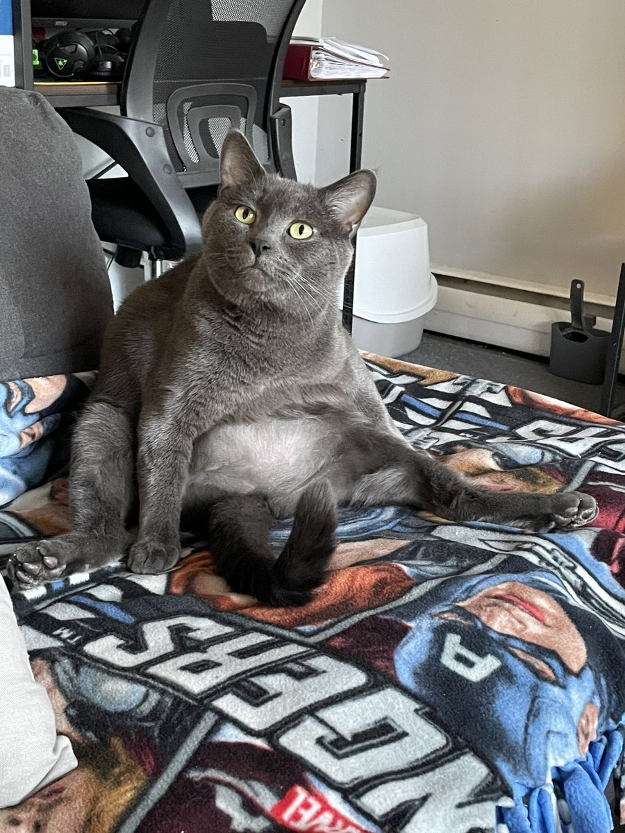 AndieKunzz's tweet photo. I just need this picture of my cat to be on Twitter that’s all https://t.co/D2Ya7NQub9