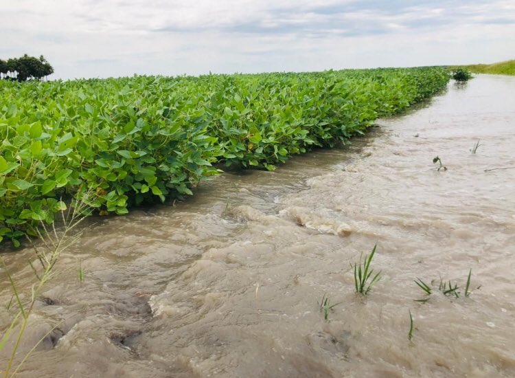 Soybean in low fields, using the resources and Know How Rice Growers.  The water must enter and leave in less than 24 hours 🚀🇵🇾🙌💦 #soybeans #farming #agriculture