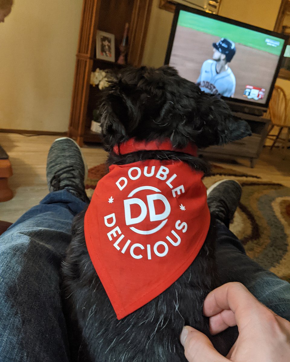 DoubleCannabis's tweet photo. Winnie enjoys a good ball game #sports #baseball #DDDogs https://t.co/PvnbRvRish