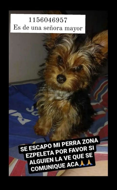 jimenadequilmes's tweet photo. Si alguien vio a esta ANGELITA, o la está reteniendo, COMUNICARSE POR FAVOR!!!💞SU FAMILIA LA ESTÁ BUSCANDO!!!💓Desde ya, muchas gracias!!!🐶🤗❤️ #Quilmes #Ezpeleta #PerraPerdida https://t.co/DMrP73WQXG