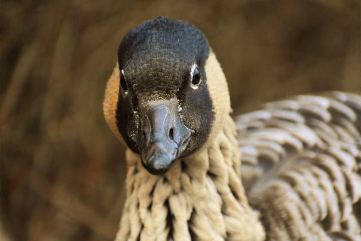 Who's ready for their closeup?

More from my fruitful trip to the wonderful <a href="/WWTLondon/">WWT London Wetland Centre</a> 

This time, take a look at this selection of ducks, geese and herons who happily posed for a closeup: redbubble.com/people/ag-vult…