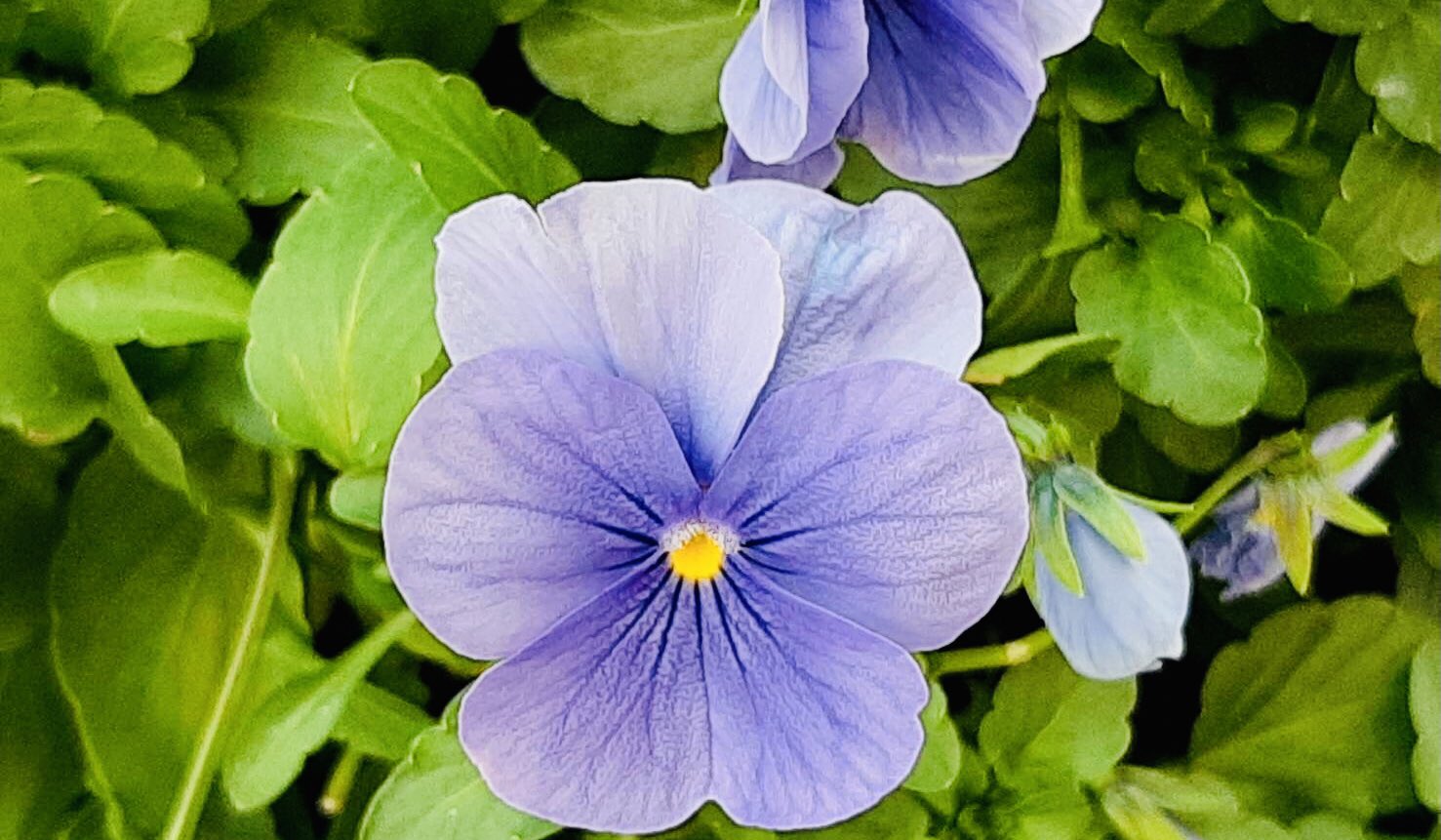 紫色の花 Twitter Search Twitter