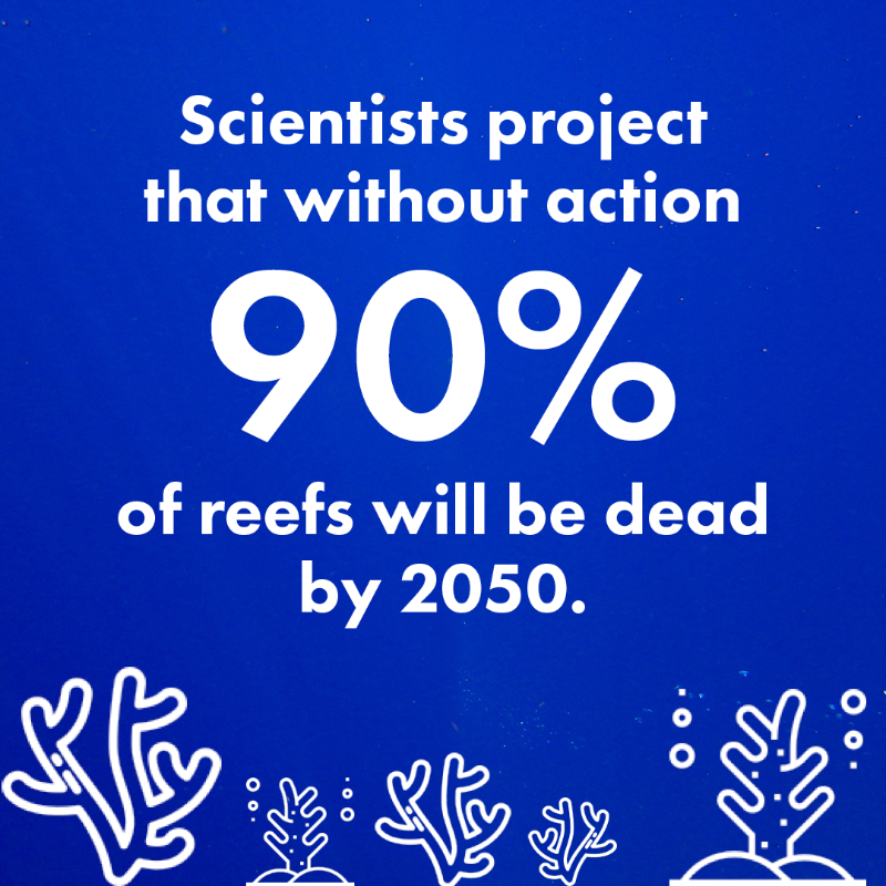 design_freq's tweet photo. Coral Vita protects threatened ecosystems by growing diverse and resilient corals and outplanting them into degraded reefs.