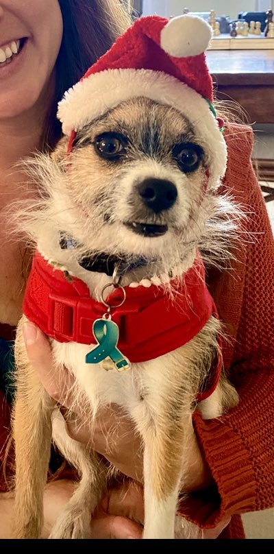 BrockButler9's tweet photo. @budweiserusa #PupweiserContest Kingsley for your consideration https://t.co/AWwe1EKMES