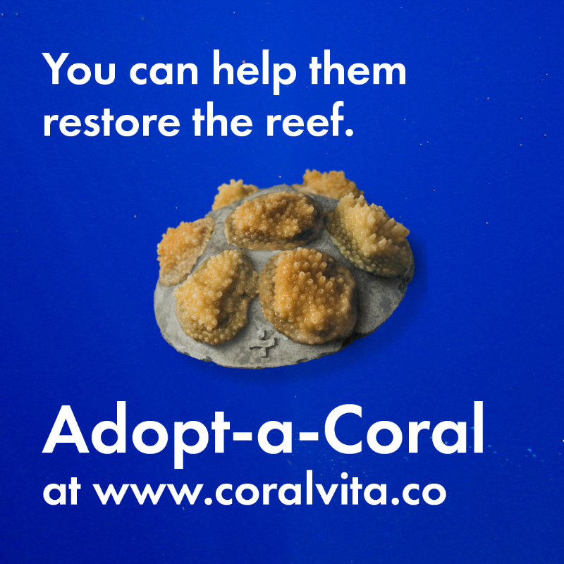 design_freq's tweet photo. Coral Vita protects threatened ecosystems by growing diverse and resilient corals and outplanting them into degraded reefs.