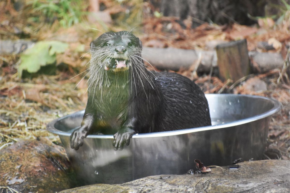 AgVulture1's tweet photo. How amazing are otters? 

These photos chronicle the four stages of otter happiness when chowing down on some fish

From as little as £1 you can get hold of prints, reusable cups and way more here: https://t.co/1b7wdNP8ar https://t.co/Lr29fOQLWg