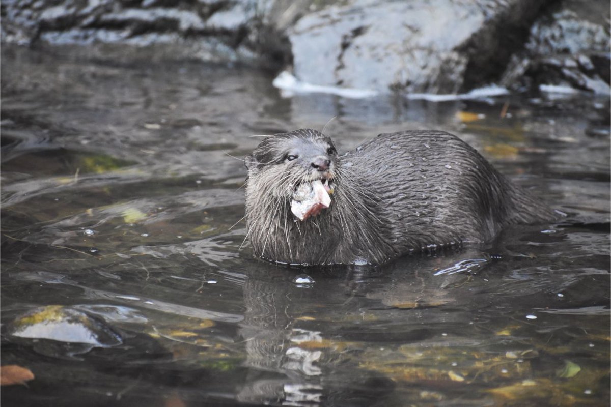 AgVulture1's tweet photo. How amazing are otters? 

These photos chronicle the four stages of otter happiness when chowing down on some fish

From as little as £1 you can get hold of prints, reusable cups and way more here: https://t.co/1b7wdNP8ar https://t.co/Lr29fOQLWg