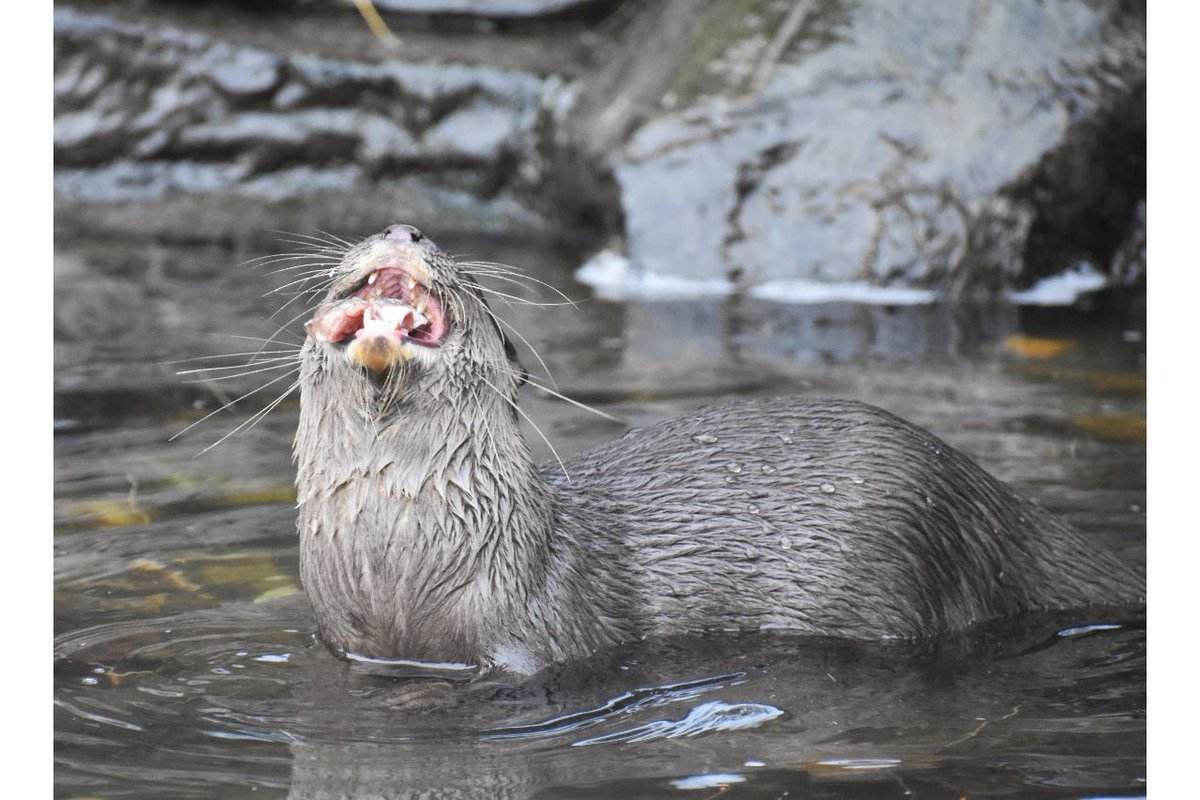 AgVulture1's tweet photo. How amazing are otters? 

These photos chronicle the four stages of otter happiness when chowing down on some fish

From as little as £1 you can get hold of prints, reusable cups and way more here: https://t.co/1b7wdNP8ar https://t.co/Lr29fOQLWg