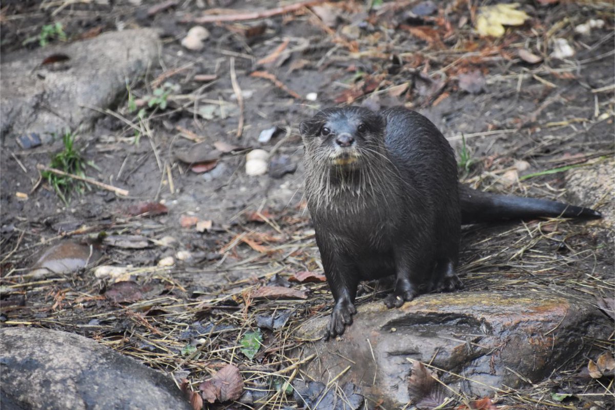 How amazing are otters? 

These photos chronicle the four stages of otter happiness when chowing down on some fish

From as little as £1 you can get hold of prints, reusable cups and way more here: redbubble.com/people/ag-vult…