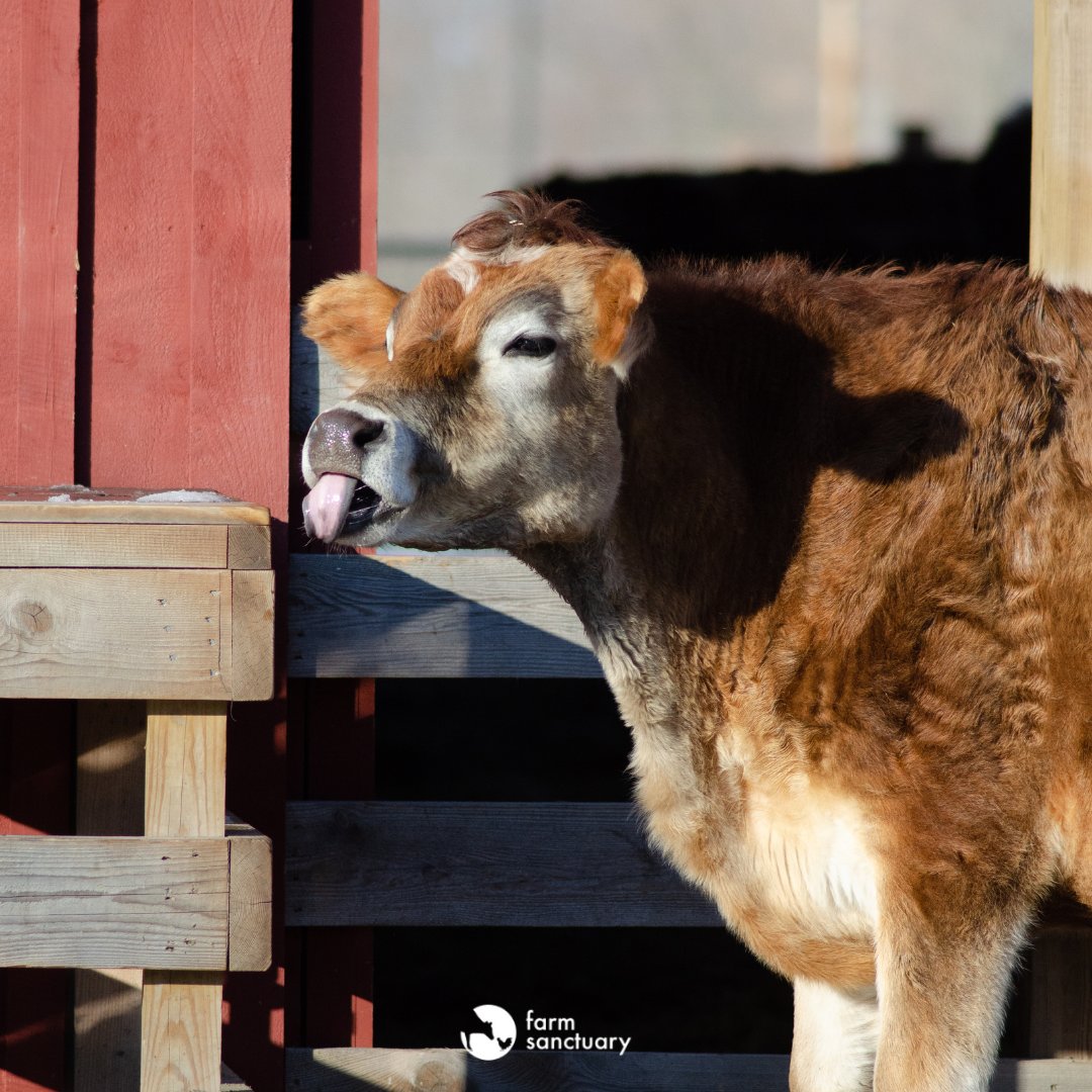 FarmSanctuary's tweet image. Happy #TongueOutTuesday from Milton. 👅