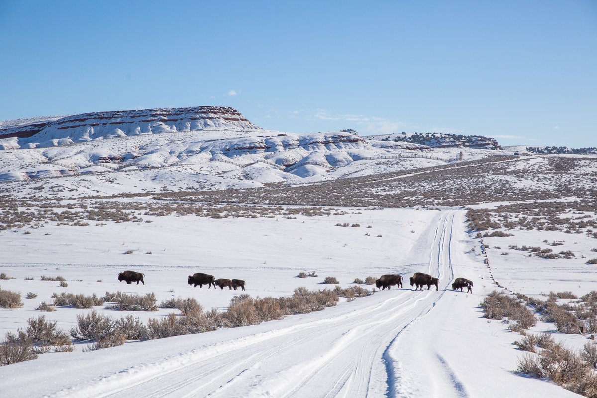 VisitUSAParks's tweet photo. Happy #TravelTuesday! About 150 miles away from #Yellowstone is the lesser-known destination of #Thermopolis, WY, which is home to another geothermal attraction—#HotSpringsStatePark. Have you ever visited?
📷: Tobey Schmidt #visitusaparks #thisismyroute #roadtrip https://t.co/pZXxrvT1m8