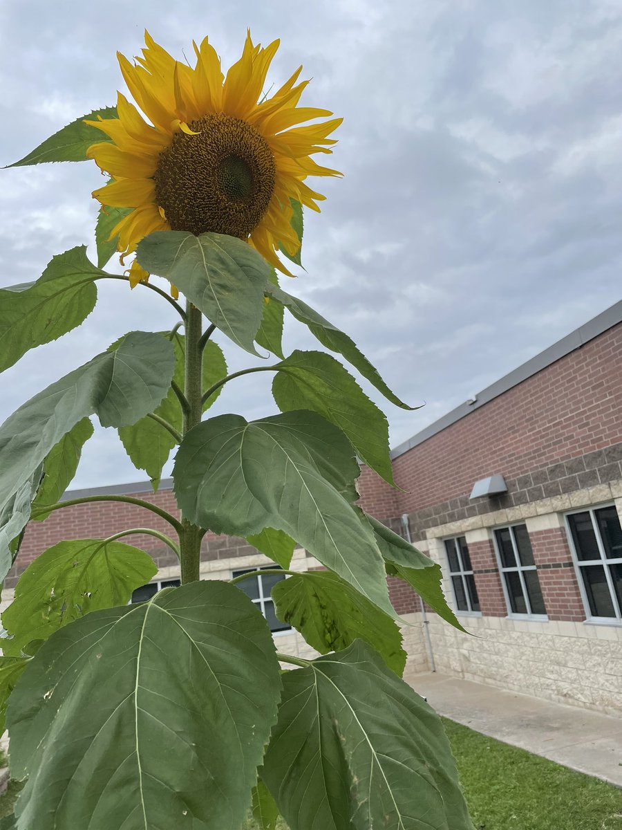 Mrs. Irshad (@irshadrtgg) on Twitter photo So many beautiful finds in the <a href="/MRobinsonElem/">M. Robinson Elementary</a> #SchoolGarden π₯¦π»π¦ <a href="/mrobinsonpto/">M. Robinson Parents</a> <a href="/readygrowgarden/">Ready to Grow Garden</a> <a href="/AngelaWarner27/">Angela Warner</a> So many beautiful finds in the <a href="/MRobinsonElem/">M. Robinson Elementary</a> #SchoolGarden π₯¦π»π¦ <a href="/mrobinsonpto/">M. Robinson Parents</a> <a href="/readygrowgarden/">Ready to Grow Garden</a> <a href="/AngelaWarner27/">Angela Warner</a>