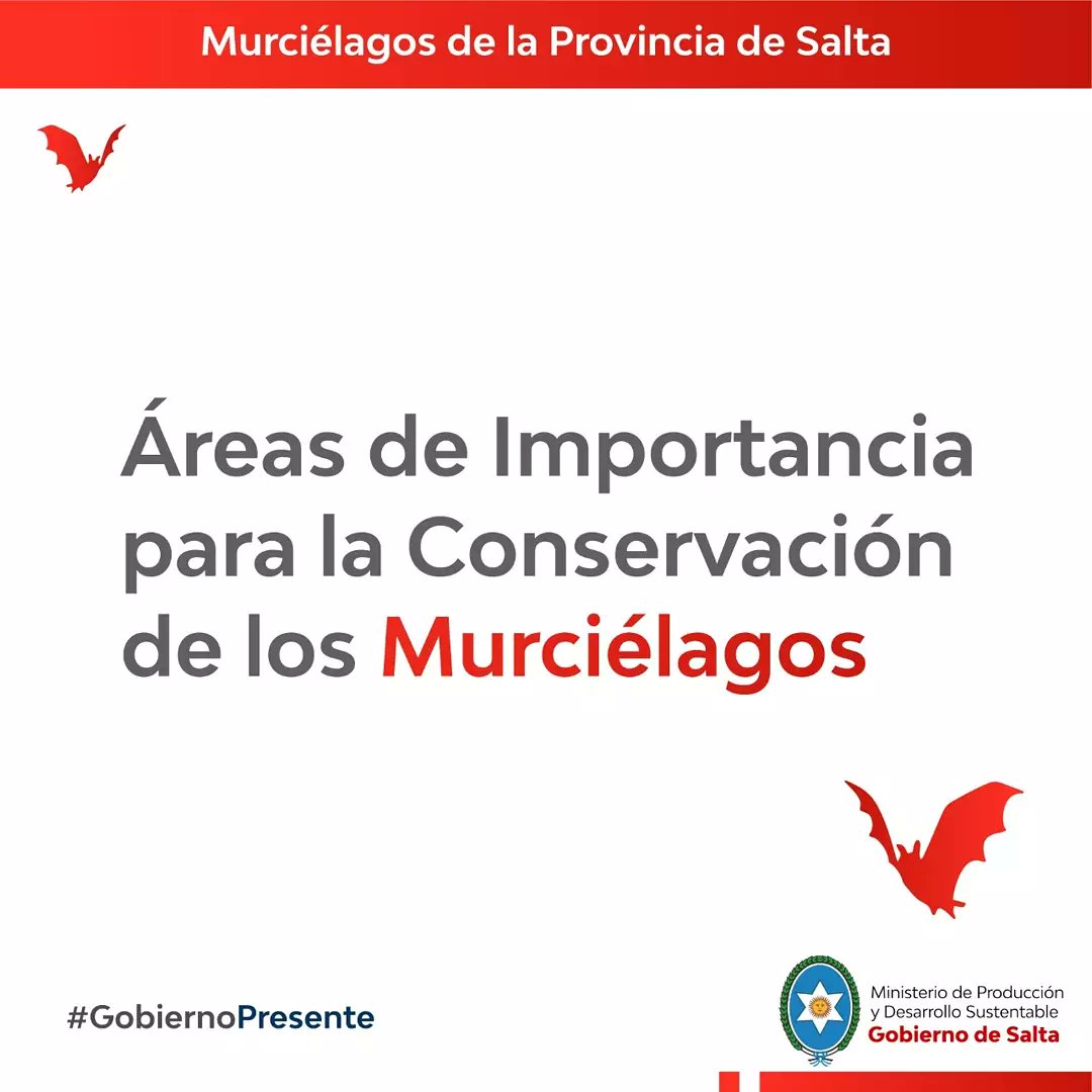 MdeProduccion's tweet photo. #Ambiente Hablemos de Murcis! 🦇

Salta tiene algunas áreas "de importancia para la conservación de los murciélagos"

Conocelas! 

#GobiernoPresente 
#MurcielagosdeSalta https://t.co/2Q4fxxfXSw
