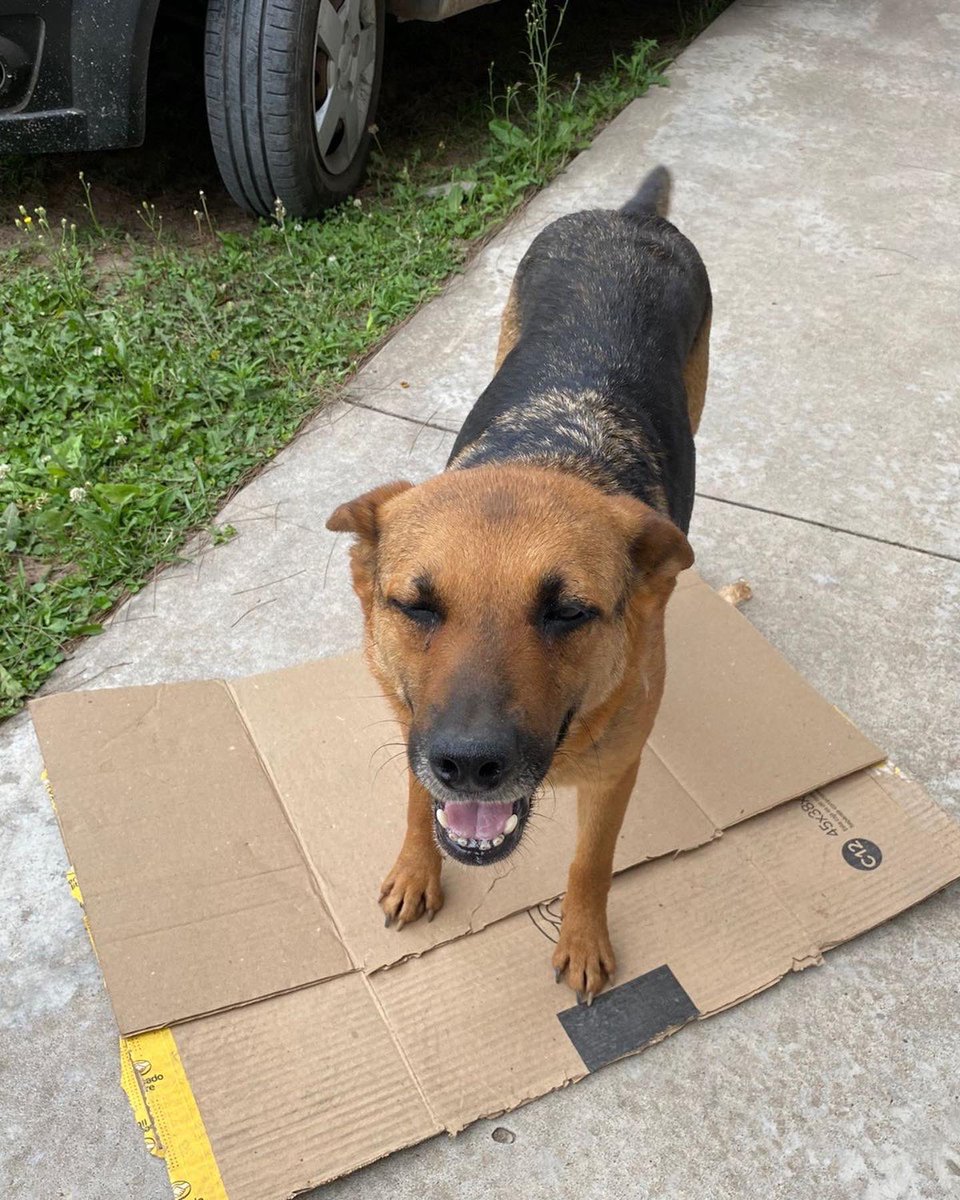 ayudandoaaprani's tweet photo. Se contactó con nosotros Belén para pedirnos ayuda urgente‼️

Ella tiene a estos 2 perritos en adopción hace un tiempo y necesita encontrarles un hogar ya mismo🙏🏻

El negrito es macho, tiene 2 años aproximadamente, es súper dulce, bueno y juguetón, le gustan mucho los mimos❤️ ++ https://t.co/yy5S488elw
