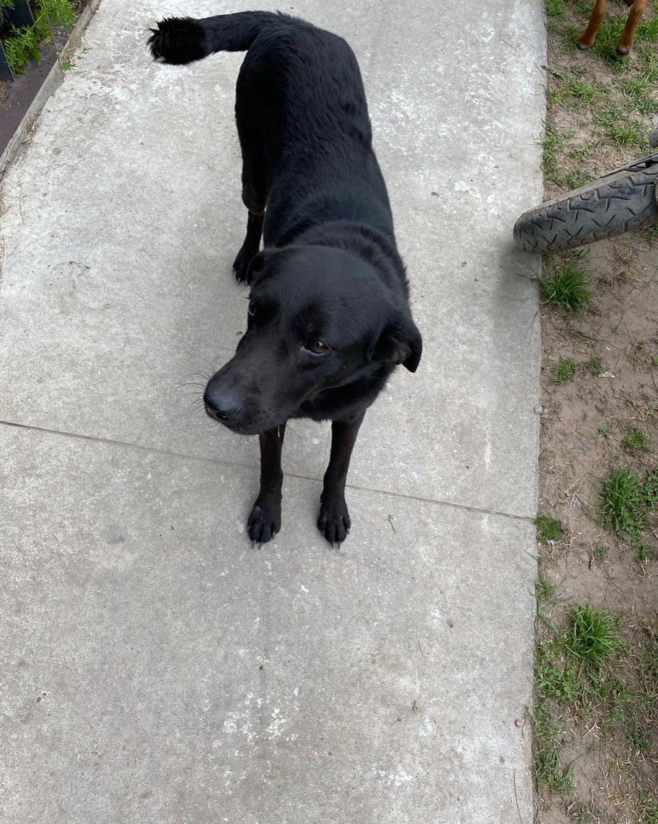 ayudandoaaprani's tweet photo. Se contactó con nosotros Belén para pedirnos ayuda urgente‼️

Ella tiene a estos 2 perritos en adopción hace un tiempo y necesita encontrarles un hogar ya mismo🙏🏻

El negrito es macho, tiene 2 años aproximadamente, es súper dulce, bueno y juguetón, le gustan mucho los mimos❤️ ++ https://t.co/yy5S488elw