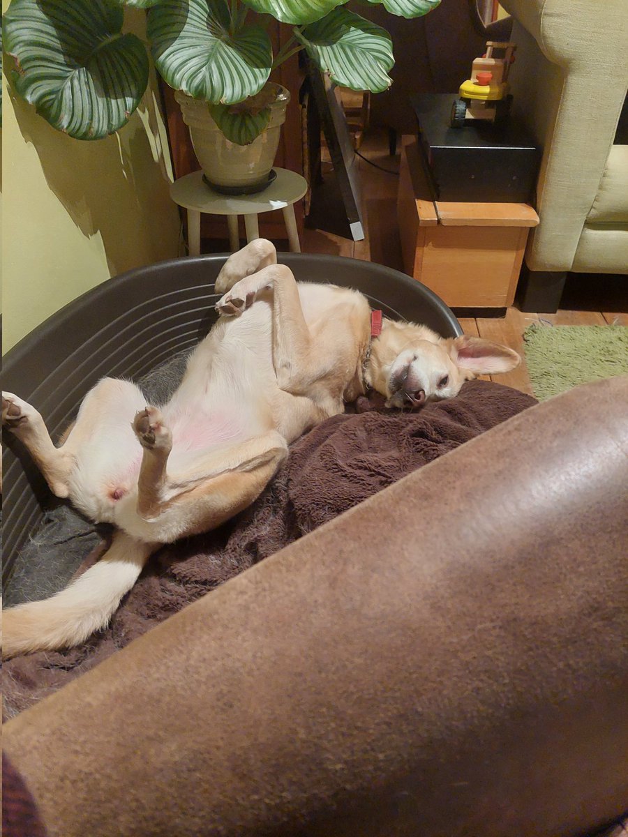 RoosOfficial's tweet photo. *flop* https://t.co/ZhUC29Twlk