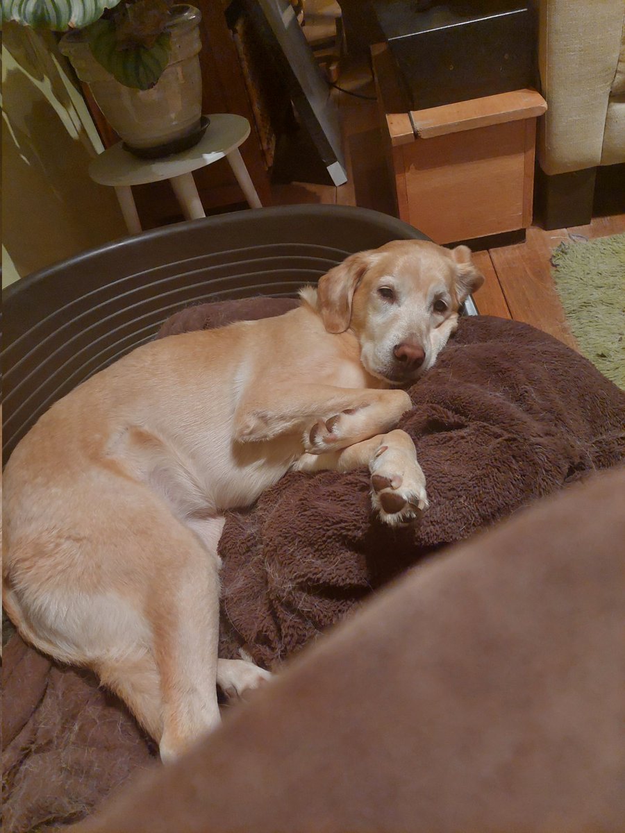 RoosOfficial's tweet photo. *flop* https://t.co/ZhUC29Twlk