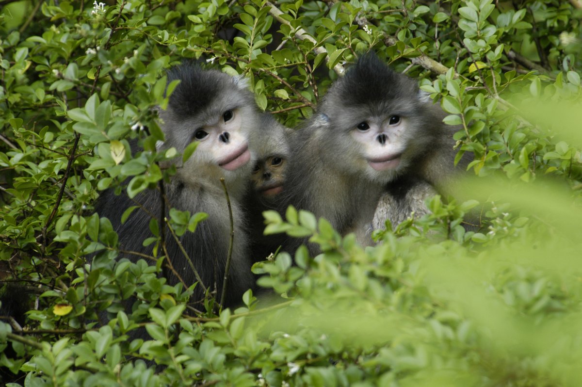 TNCAsiaPacific's tweet photo. #DYK that adoption of renewable energy sources in Northwest Yunnan, China is helping conserve forests & restore habitat for the endangered Yunnan golden monkey? Thank you #HiltonEffect for supporting these critical efforts. @HiltonNewsroom ©Long Yongcheng https://t.co/qi4dC2eWHa https://t.co/6INRLp1tEO
