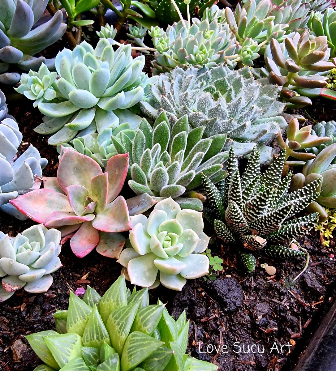 lovesucuart's tweet image. #suculentas #jardines #suculentascolombia #