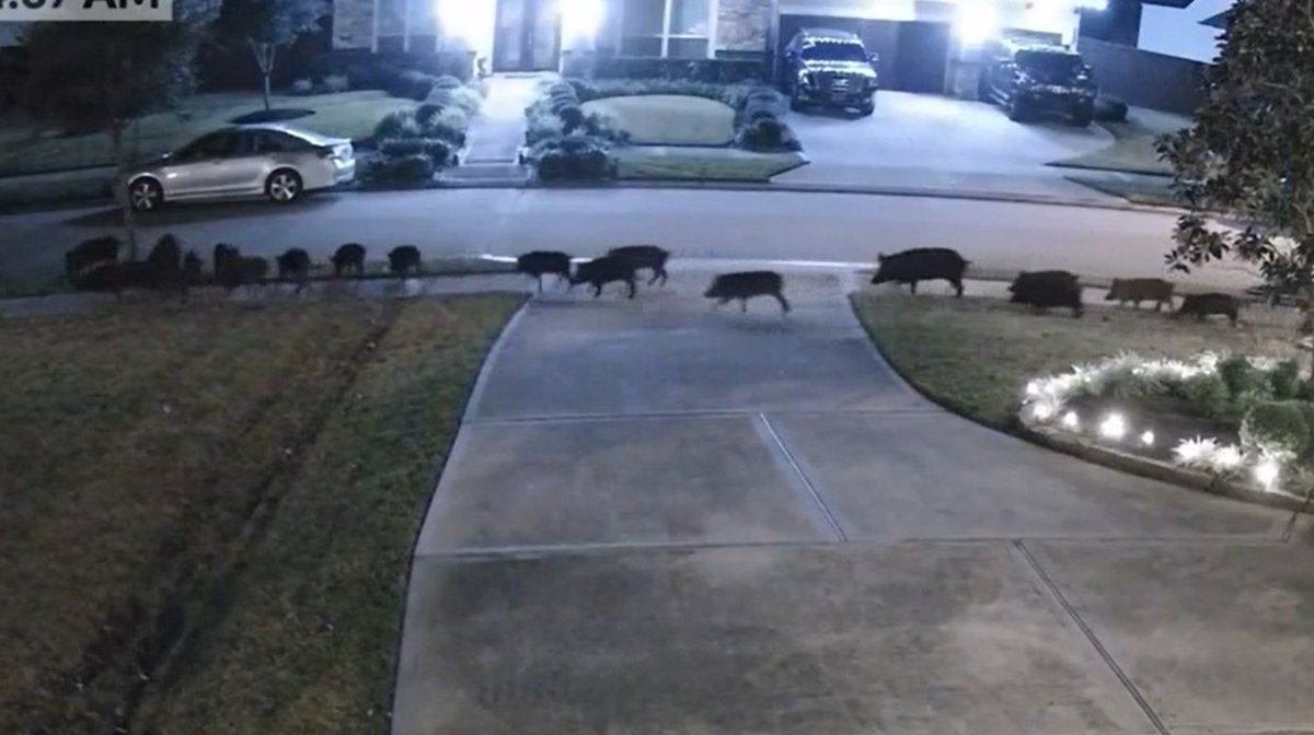 kfdmnews's tweet image. DEVELOPING: Feral hogs take over Southeast Texas neighborhood and cause all sorts of problems in a short period of time.

kfdm.com/news/local/doz…