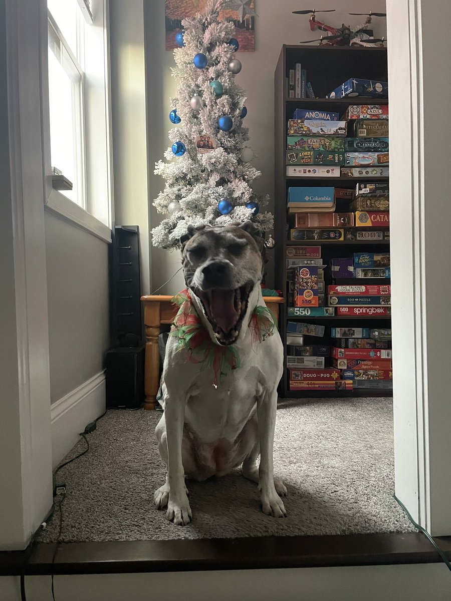 WabrielGray's tweet photo. She said I had to answer 3 riddles to get upstairs but the answer to all 3 was just belly rubs??? https://t.co/0qLU5TJP63