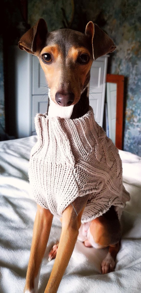 MiaNethercott's tweet photo. @hitRECordJoe This is Ryker, the Italian greyhound 😍 https://t.co/bBBV3QiVwF