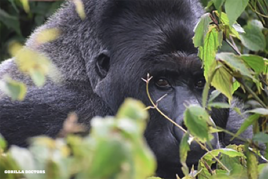 Silverback Grauer's gorilla, December 2021. © Gorilla Doctors