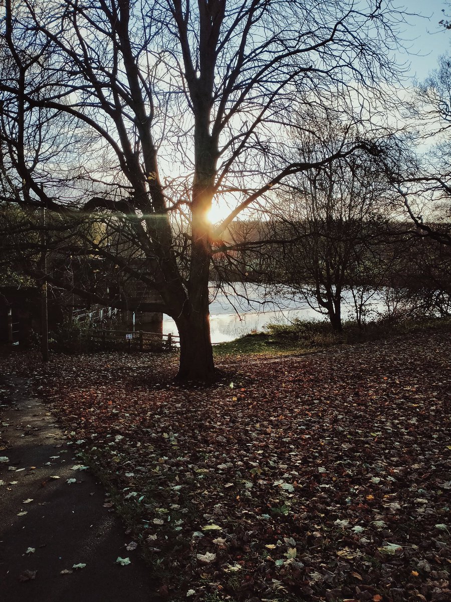 sdzoology's tweet photo. I'm absolutely adoring the #NaturePhotography opportunities I get to snap whilst travelling to work on mornings and evenings now!! 

The mid point between autumn and winter is my favourite season! 🍂📸 https://t.co/10vJL0SJI6