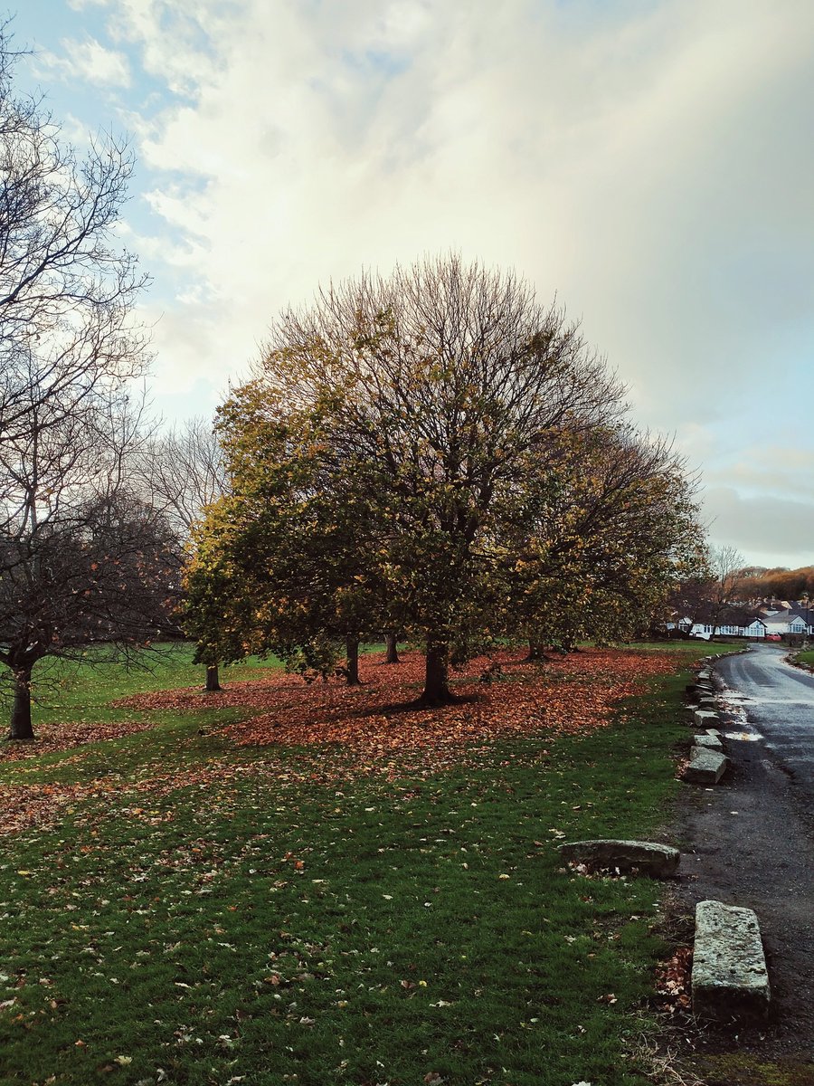sdzoology's tweet photo. I'm absolutely adoring the #NaturePhotography opportunities I get to snap whilst travelling to work on mornings and evenings now!! 

The mid point between autumn and winter is my favourite season! 🍂📸 https://t.co/10vJL0SJI6