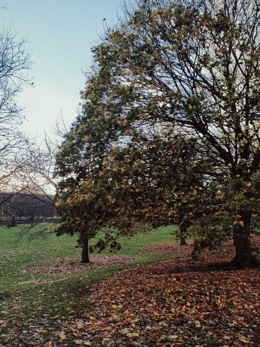 sdzoology's tweet photo. I'm absolutely adoring the #NaturePhotography opportunities I get to snap whilst travelling to work on mornings and evenings now!! 

The mid point between autumn and winter is my favourite season! 🍂📸 https://t.co/10vJL0SJI6