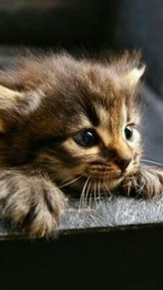 beatrice_gradi's tweet photo. ♥️❣️♥️❣️❤️😻😻♥️❣️♥️❣️♥️ https://t.co/pXhpVCFZ8w
